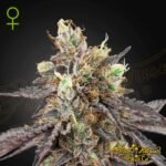 Gelato 41 x Gelato 41 Auto - Green House Seeds kaufen - Produktbild
