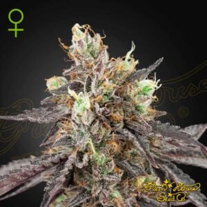 Gelato 41 x Gelato 41 Auto - Green House Seeds kaufen - Produktbild