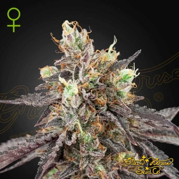 Gelato 41 x Gelato 41 Auto - Green House Seeds kaufen - Produktbild