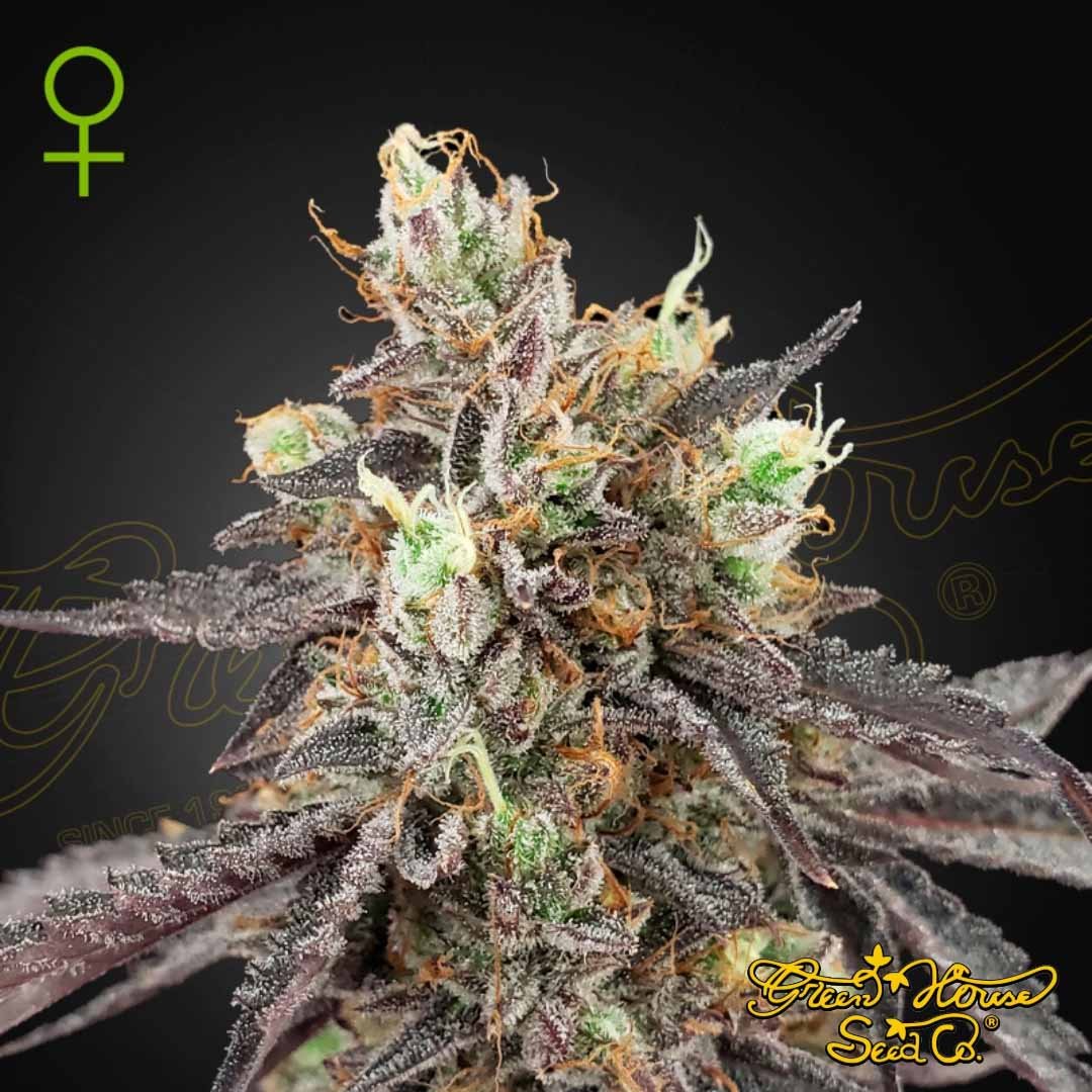 Gelato 41 x Gelato 41 Auto - Green House Seeds kaufen - Produktbild
