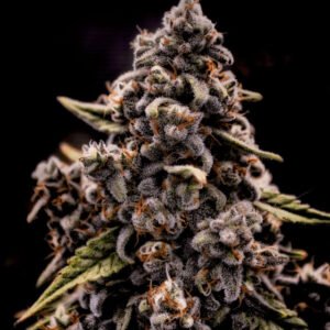 Genius Juice - Brothers Grimm Seeds kaufen - Produktbild 2