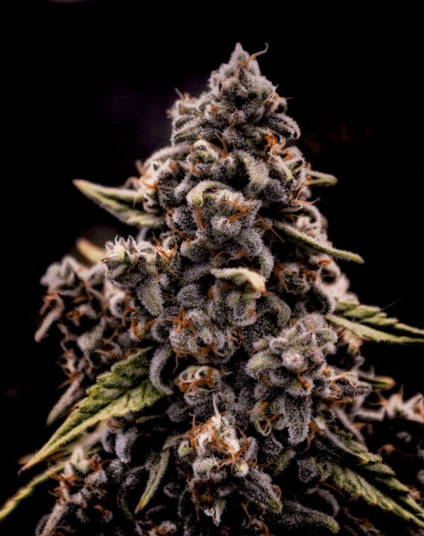 Genius Juice - Brothers Grimm Seeds kaufen - Produktbild 2