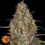 Glue Gelato Auto - Barneys Farm Cannabis Samen kaufen
