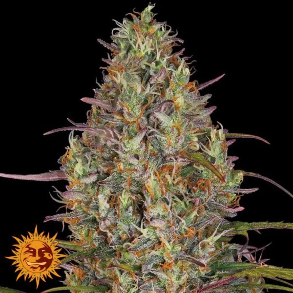 Glue Gelato Auto - Barneys Farm Cannabis Samen kaufen