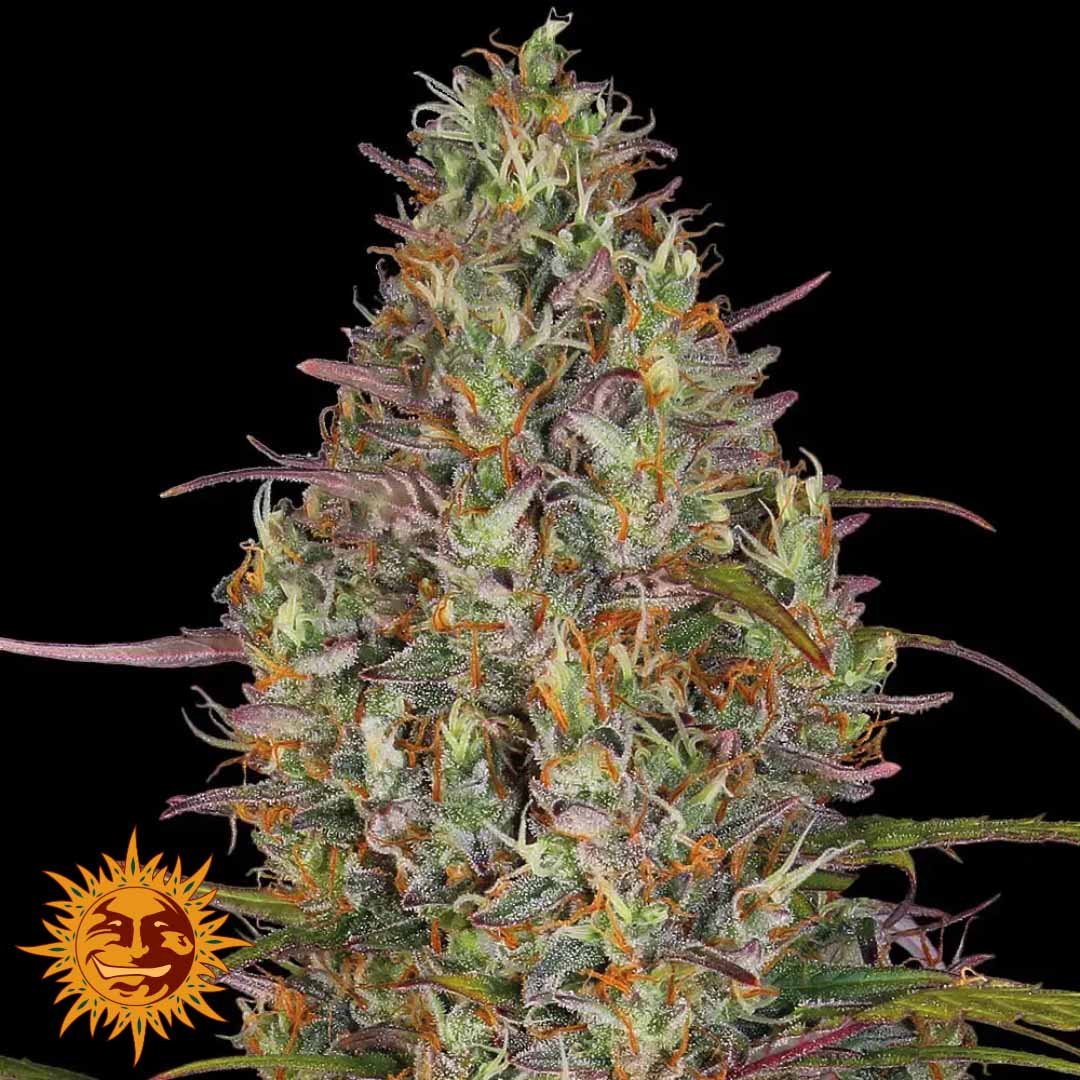 Glue Gelato Auto - Barneys Farm Cannabis Samen kaufen