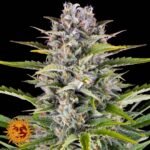 Gorilla Zkittlez Auto - Barneys Farm Cannabissamen kaufen