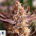 Grape Amethyst - Lovin In Her Eyes Cannabis Samen kaufen Produktbild