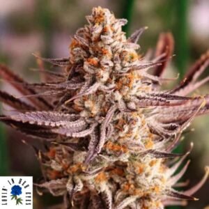 Grape Amethyst - Lovin In Her Eyes Cannabis Samen kaufen Produktbild