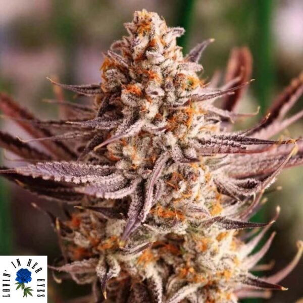 Grape Amethyst - Lovin In Her Eyes Cannabis Samen kaufen Produktbild