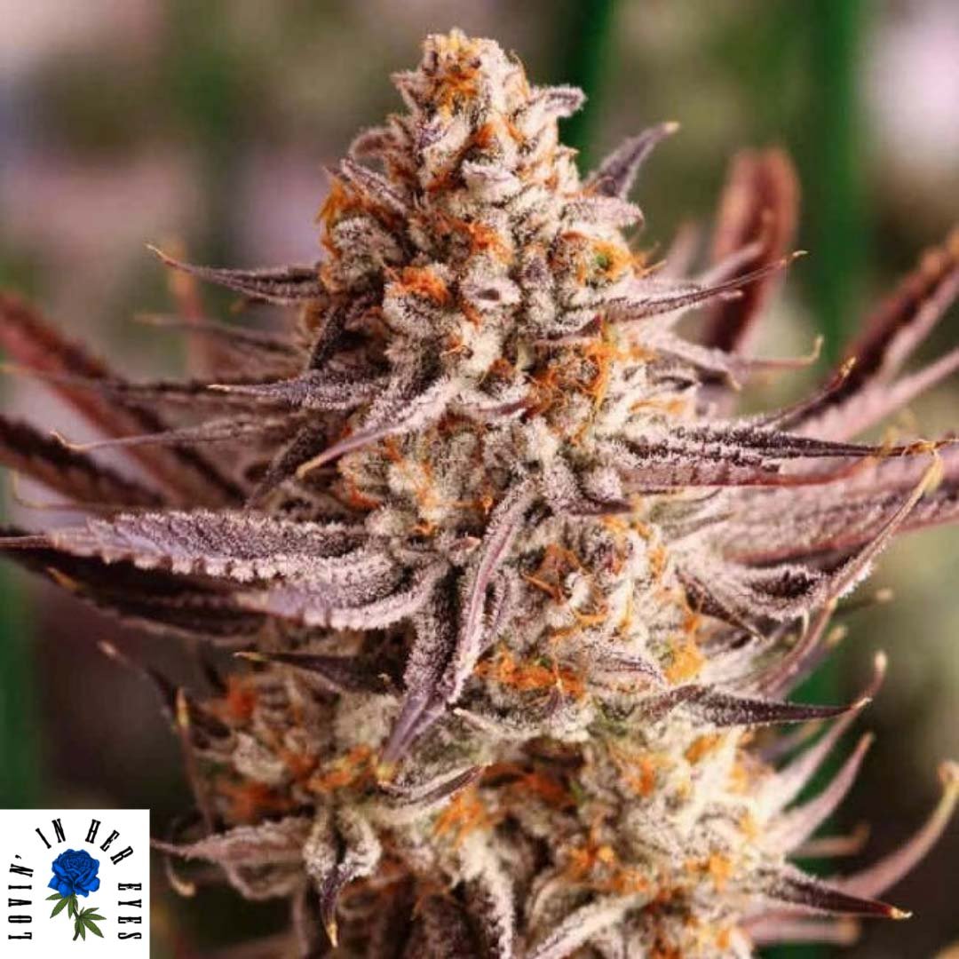 Grape Amethyst - Lovin In Her Eyes Cannabis Samen kaufen Produktbild