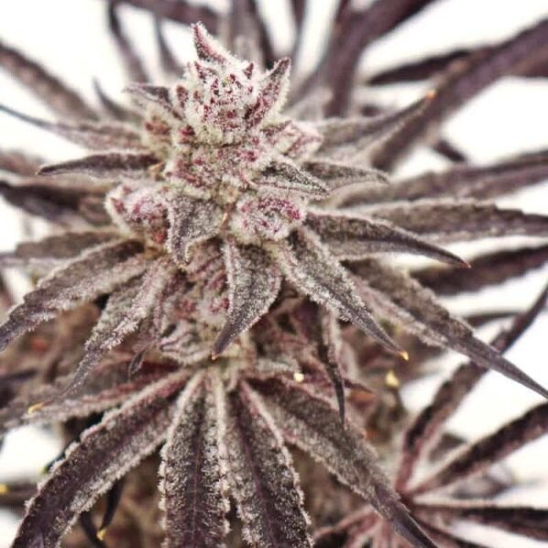 Grape Amethyst - Lovin In Her Eyes Produktbild 2