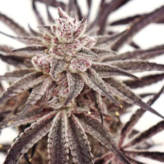 Grape Amethyst - Lovin In Her Eyes Produktbild 2