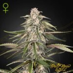 Green-O-Matic Auto - Green House Seeds kaufen - Produktbild