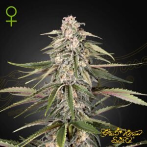 Green-O-Matic Auto - Green House Seeds kaufen - Produktbild