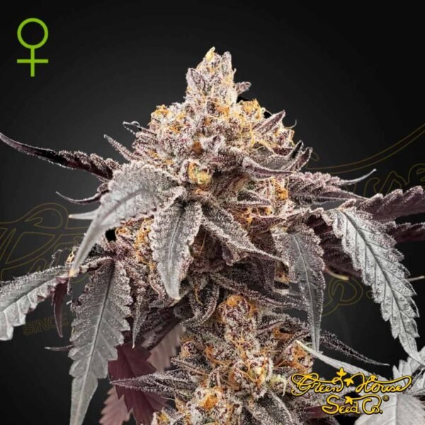 Guava x Gelato 41 Auto - Green House Seeds kaufen - Produktbild