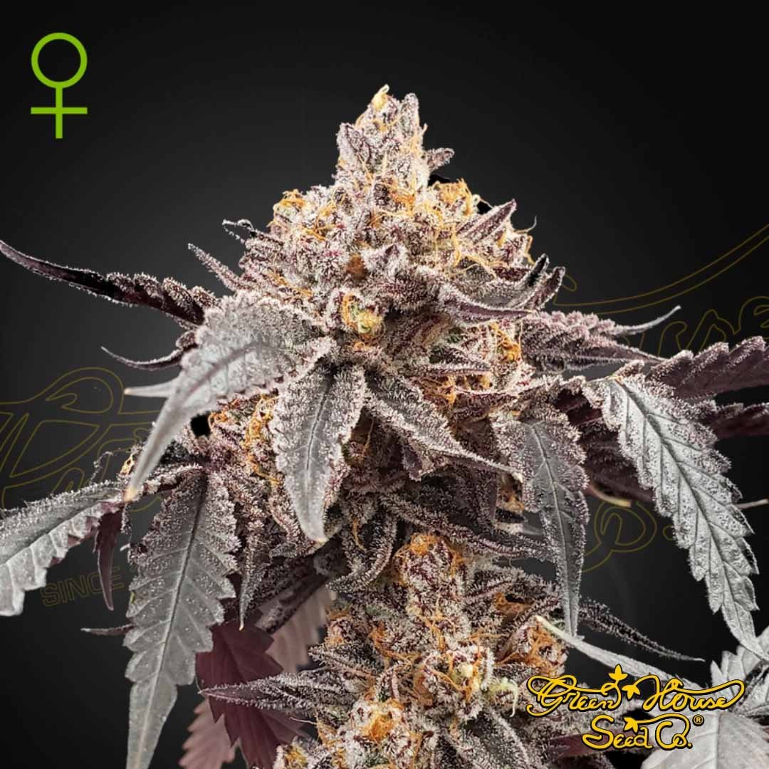 Guava x Gelato 41 Auto - Green House Seeds kaufen - Produktbild