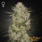 HighCloudZ Auto - Green House Seeds kaufen - Produktbild