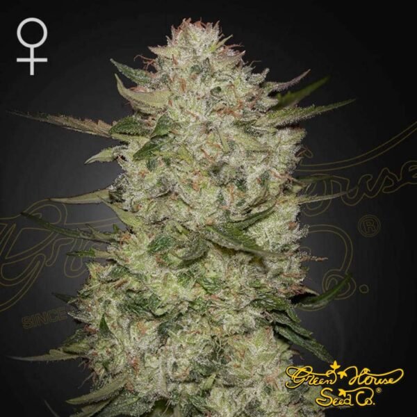 HighCloudZ Auto - Green House Seeds kaufen - Produktbild HighCloudZ Auto - Green House Seeds kaufen - Produktbild