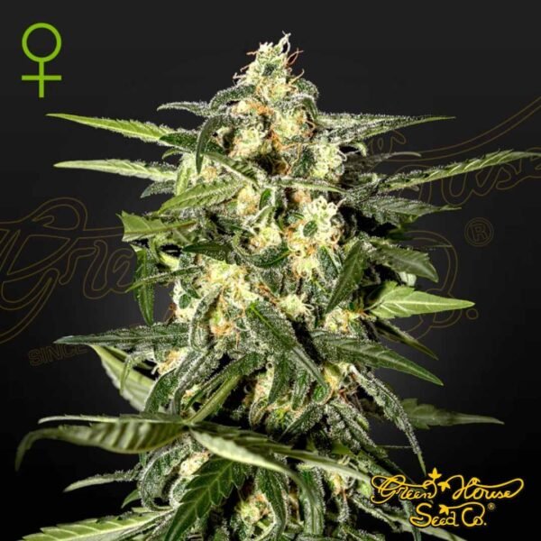 Jack Herer Auto - Green House Seeds kaufen - Produktbild