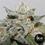Kalidonia Ace Seeds Cannabis Samen kaufen - Produktbild