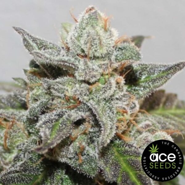 Kalidonia Ace Seeds Cannabis Samen kaufen - Produktbild