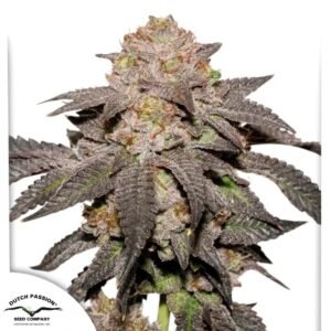 Kingston Punch - Dutch Passion Cannabis Samen kaufen