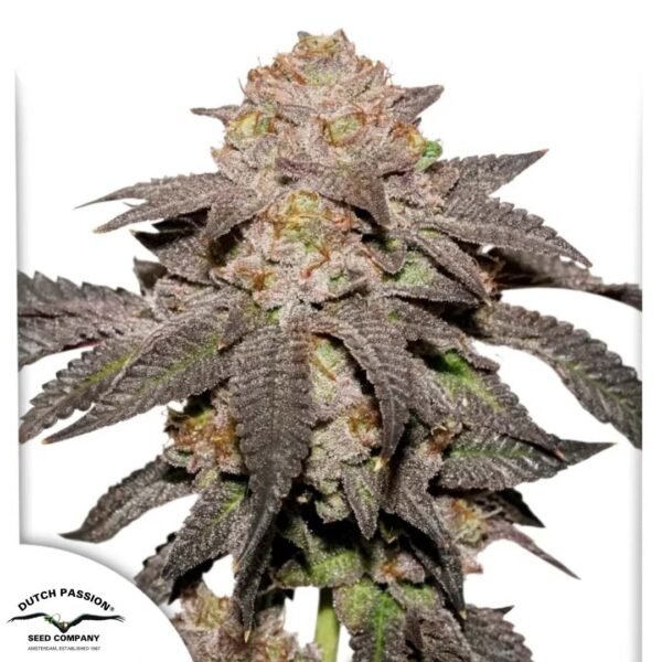 Kingston Punch - Dutch Passion Cannabis Samen kaufen