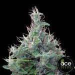 Lebanese Ace Seeds Cannabis Samen kaufen - Produktbild