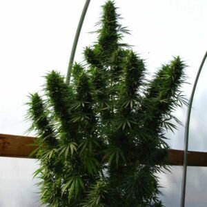 Lebanese Ace Seeds Cannabis Samen kaufen - Produktbild 2