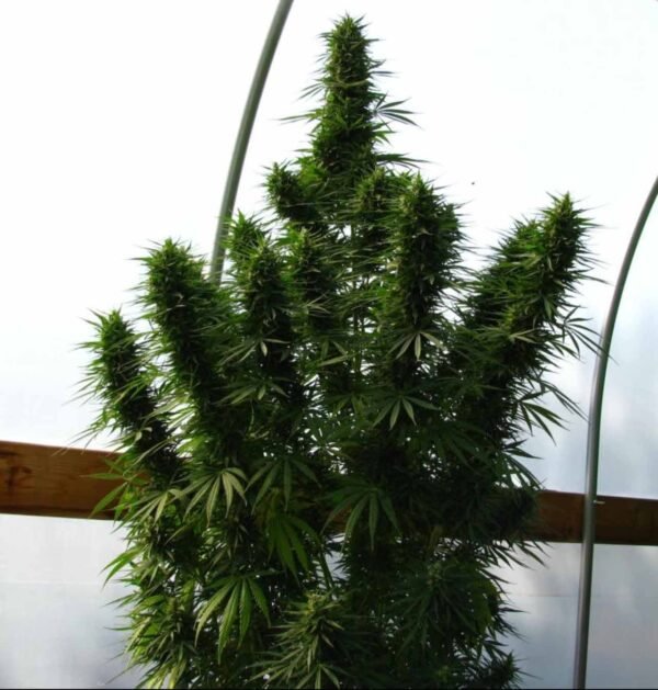 Lebanese Ace Seeds Cannabis Samen kaufen - Produktbild 2