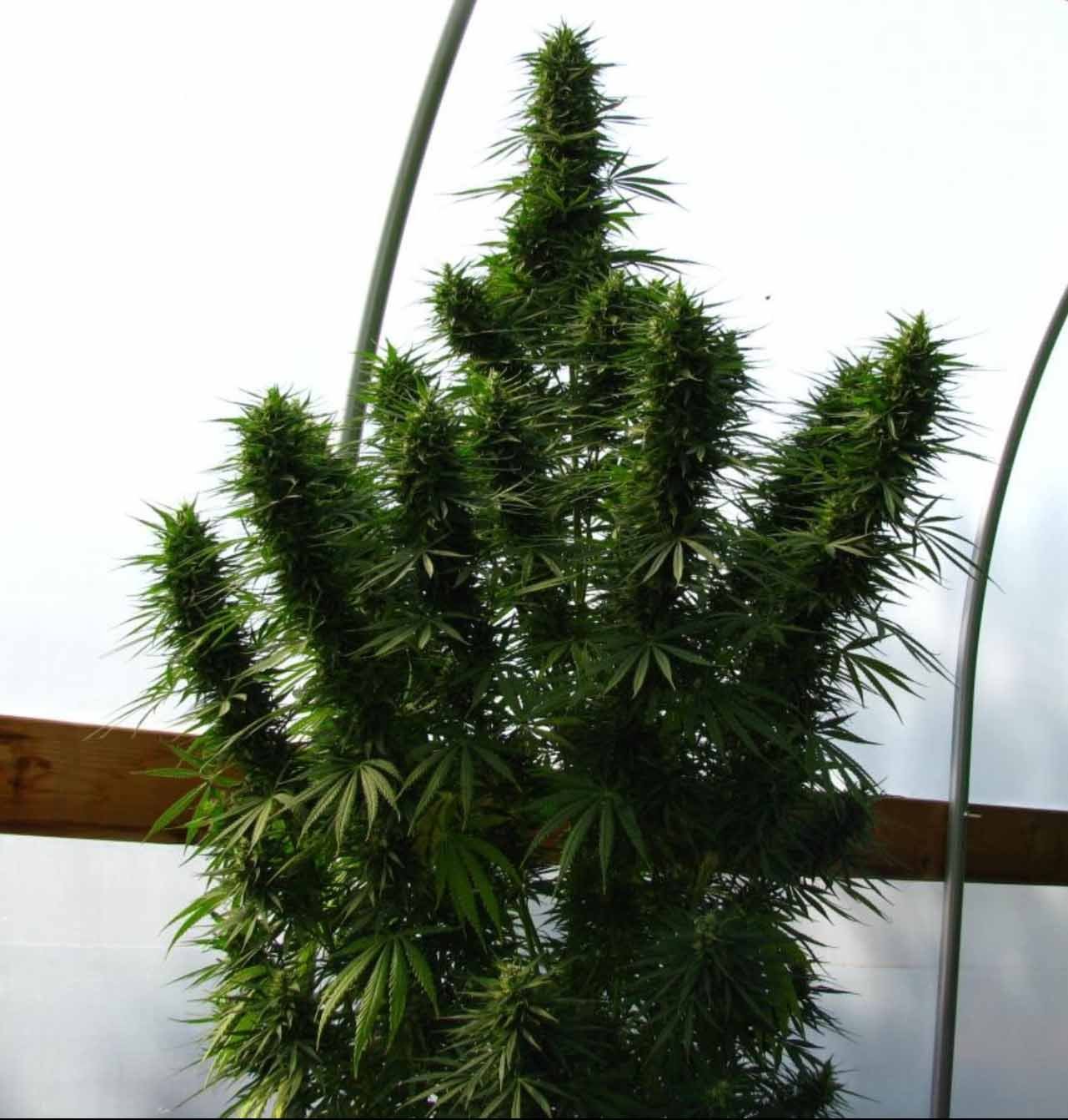 Lebanese Ace Seeds Cannabis Samen kaufen - Produktbild 2