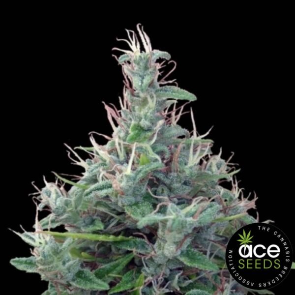 Lebanese Ace Seeds Cannabis Samen kaufen - Produktbild Lebanese Ace Seeds Cannabis Samen kaufen - Produktbild