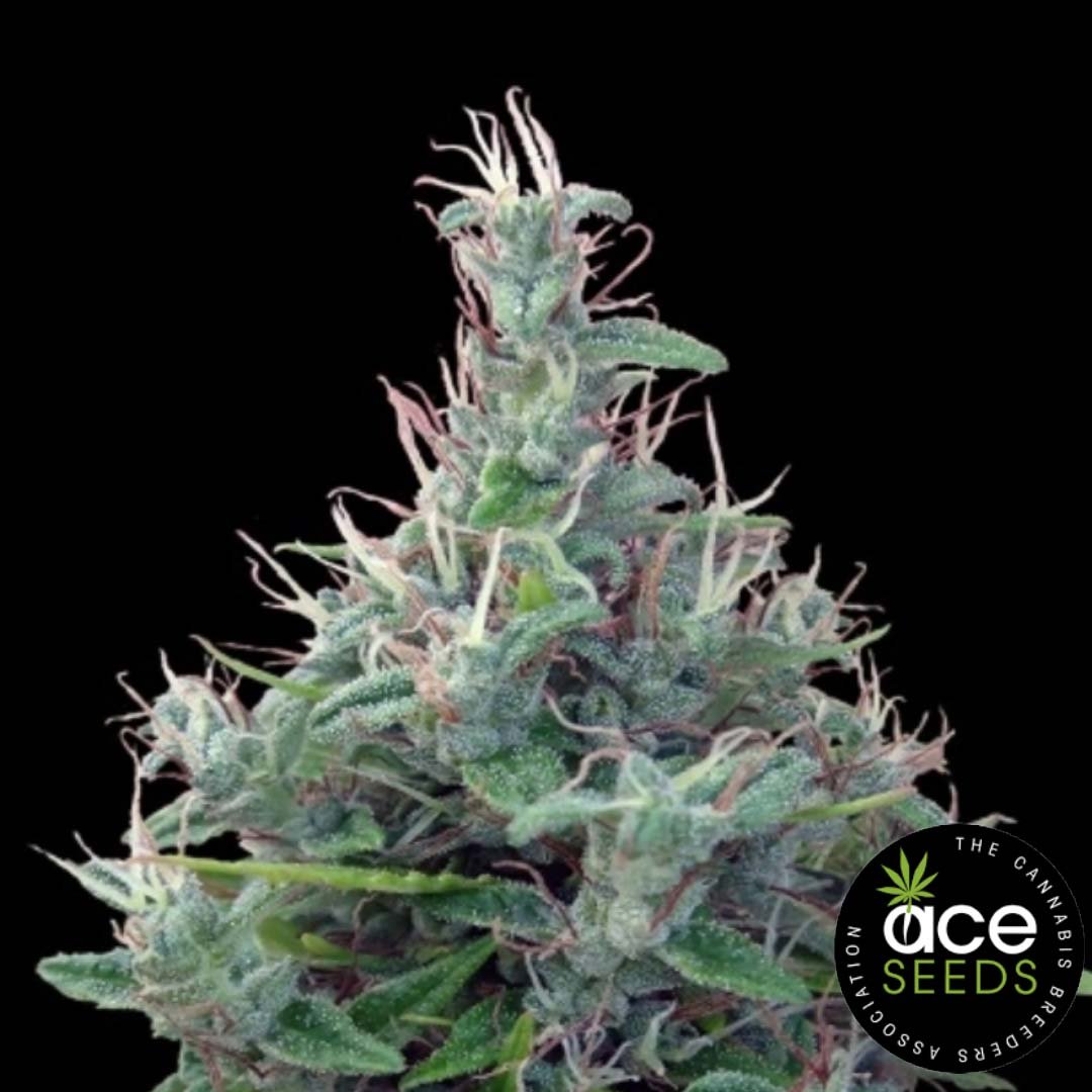 Lebanese Ace Seeds Cannabis Samen kaufen - Produktbild
