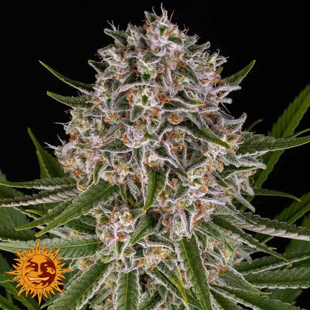 Lemon Haze Auto - Barneys Farm Cannabis Samen kaufen
