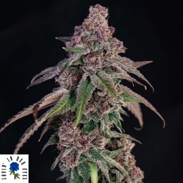 Louisiana Pine - Lovin In Her Eyes Cannabissamen kaufen Produktbild