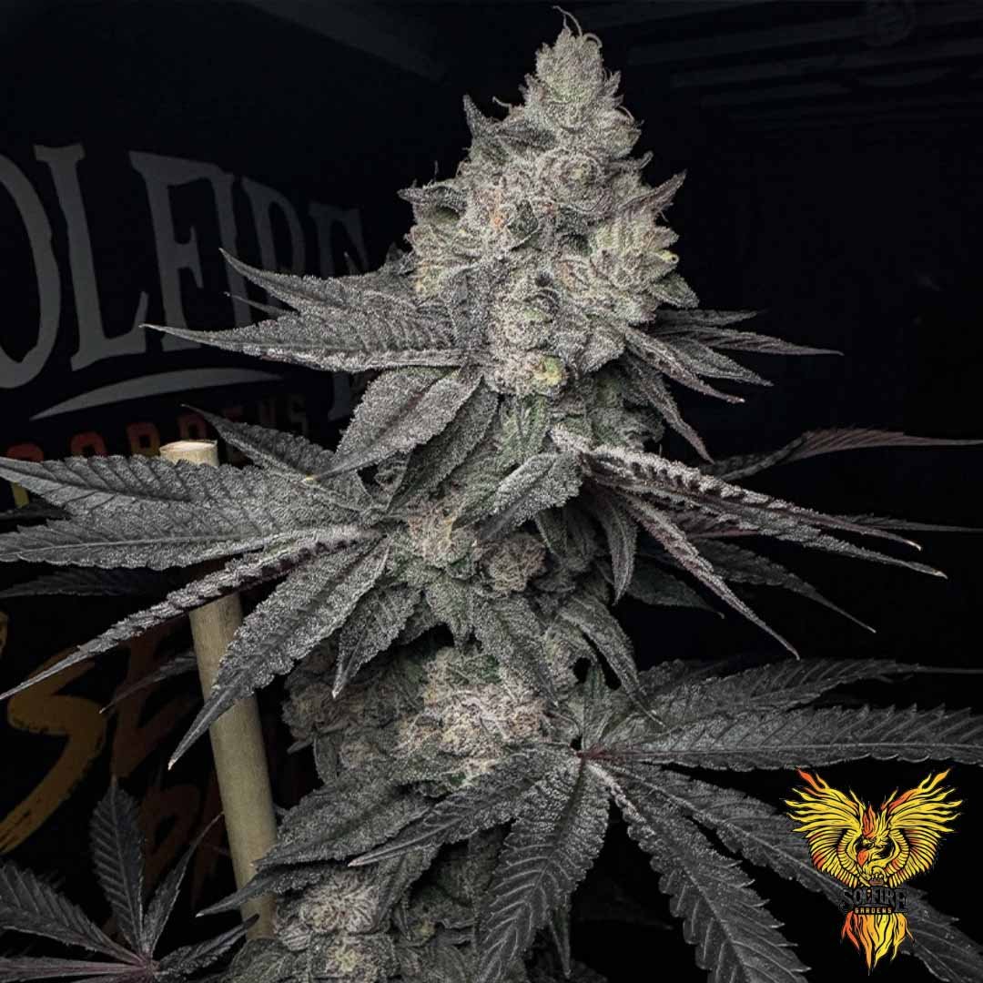 Lucid Vision - Solfire Gardens Cannabis Samen kaufen