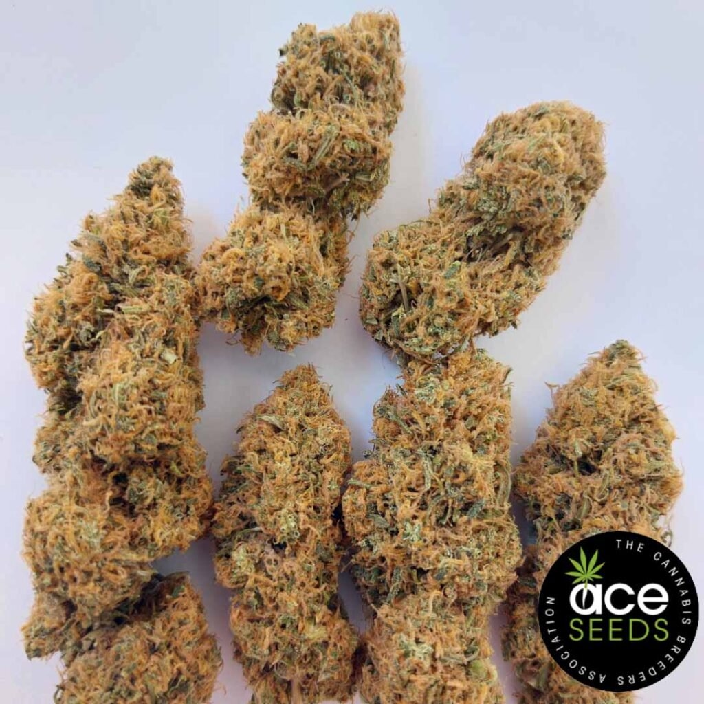 Magic Carrot Ace Seeds Cannabis Samen kaufen - Produktbild