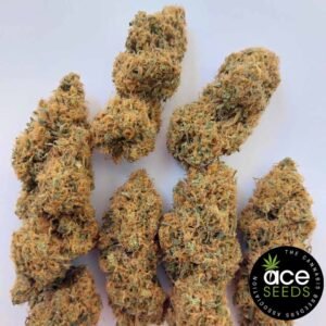 Magic Carrot Ace Seeds Cannabis Samen kaufen - Produktbild