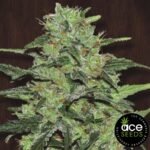 Malawi Ace Seeds Cannabis Samen kaufen - Produktbild