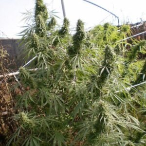 Malawi Ace Seeds Cannabis Samen kaufen - Produktbild 2
