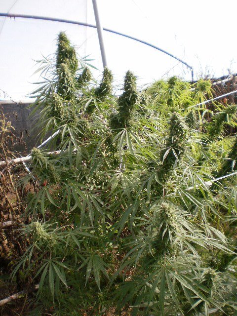 Malawi Ace Seeds Cannabis Samen kaufen - Produktbild 2