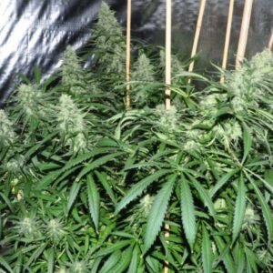 Malawi Ace Seeds Cannabis Samen kaufen - Produktbild 3