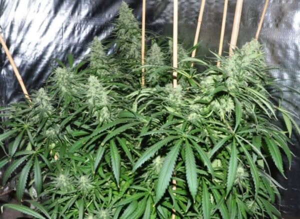 Malawi Ace Seeds Cannabis Samen kaufen - Produktbild 3
