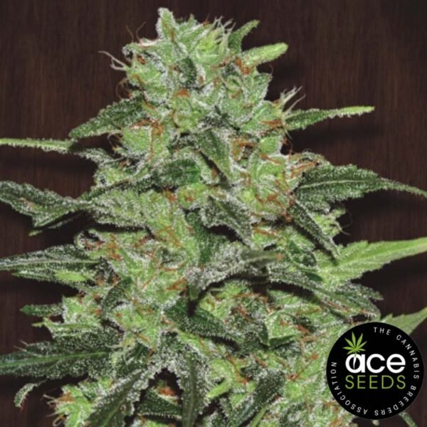 Malawi Ace Seeds Cannabis Samen kaufen - Produktbild