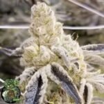 Masterpiece - In House Genetics Cannabis Samen kaufen
