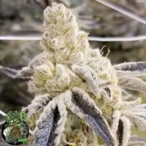 Masterpiece - In House Genetics Cannabis Samen kaufen