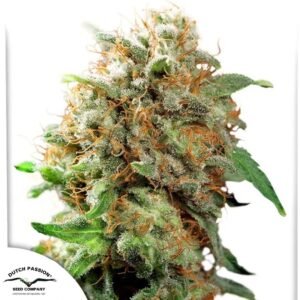 Mazar - Dutch Passion Cannabis Samen kaufen Produktbild