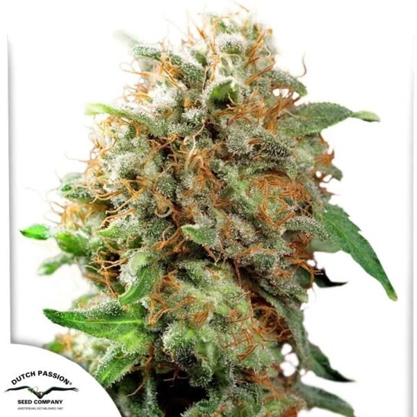 Mazar - Dutch Passion Cannabis Samen kaufen Produktbild