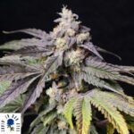 Medianoche - Lovin In Her Eyes Cannabis Samen kaufen Produktbild