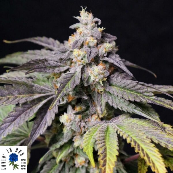 Medianoche - Lovin In Her Eyes Cannabis Samen kaufen Produktbild